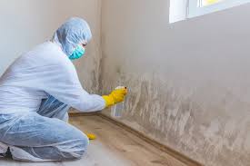 Best Black Mold Removal  in Shenandoah Heights, PA