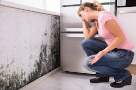 Best Mold Prevention Services  in Shenandoah Heights, PA